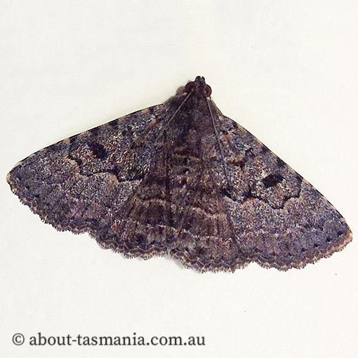 Diatenes aglossoides, Erebidae, Tasmania, moth