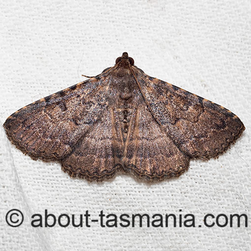 Diatenes aglossoides, Erebidae, Tasmania, moth