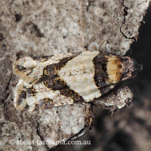 Dichelia clarana, Tortricidae, Tasmania, moth
