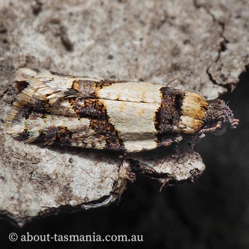 Dichelia clarana, Tortricidae, Tasmanian moth