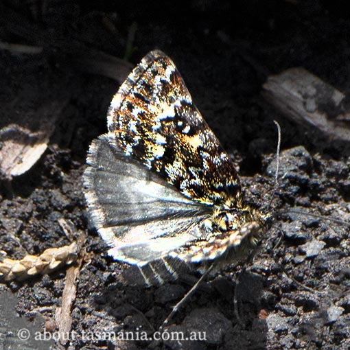 Dirce oriplancta, Geometridae, Tasmania, moth