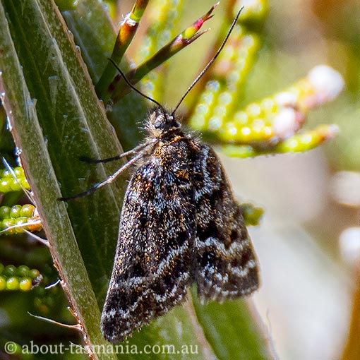 Dirce lunaris, Geometridae, moth, Tasmania