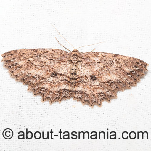 Ectropis despicata, Geometridae, Tasmania, moth