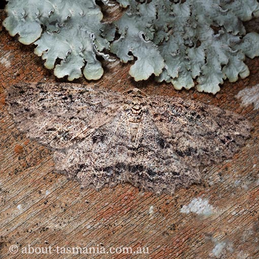 Ectropis despicata, Geometridae, Tasmania, moth