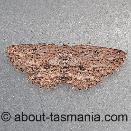 Ectropis despicata, Geometridae, Tasmania, moth