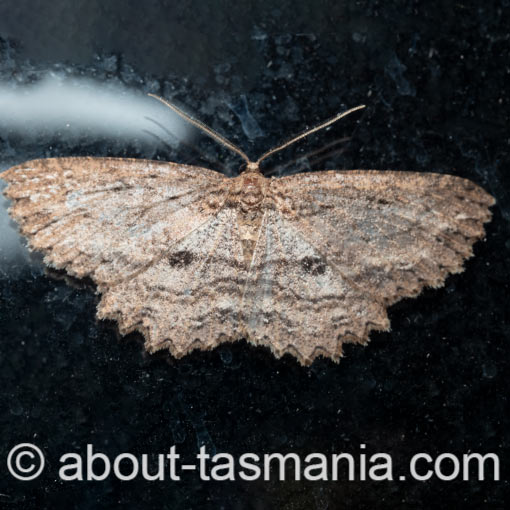 Ectropis despicata, Geometridae, Tasmania, moth