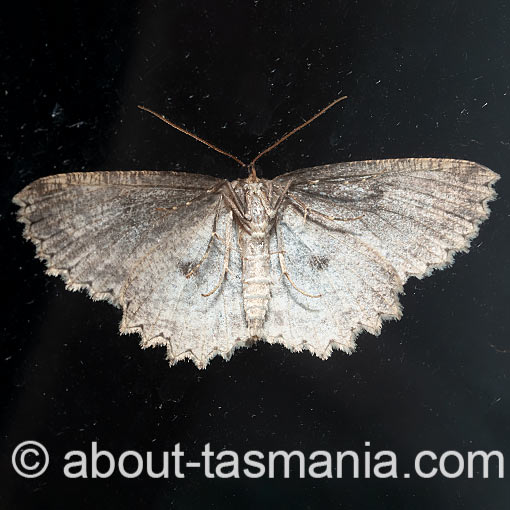Ectropis despicata, Geometridae, Tasmania, moth