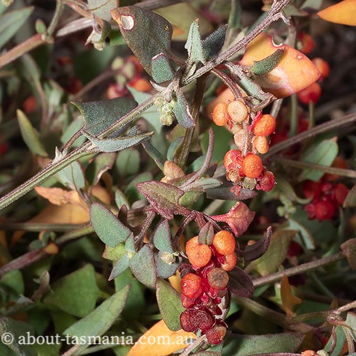 Einadia nutans, climbing saltbush, Tasmania