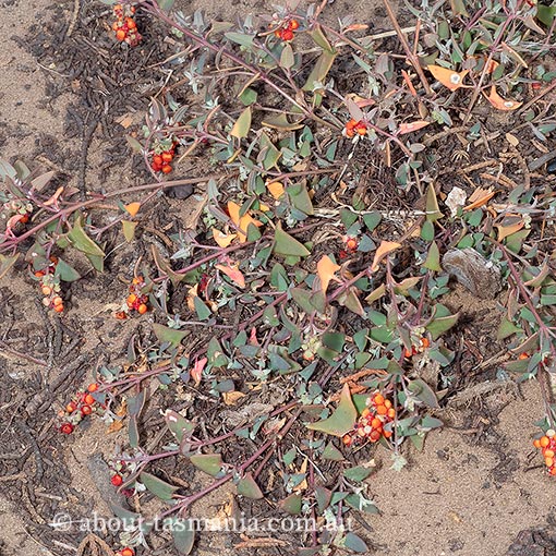 Einadia nutans, climbing saltbush, Tasmania