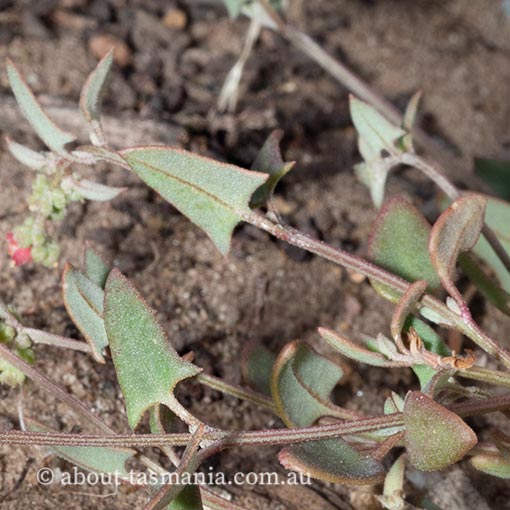 Einadia nutans, climbing saltbush, Tasmania