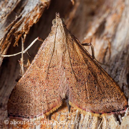Endotricha ignealis, Pyralidae, Tasmania, moth