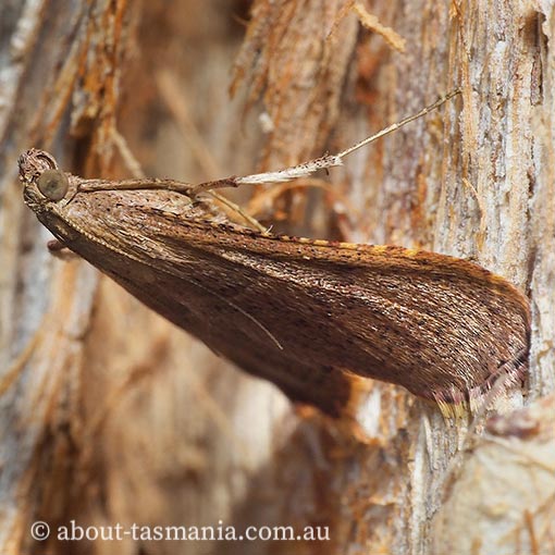 Endotricha ignealis, Pyralidae, Tasmania, moth