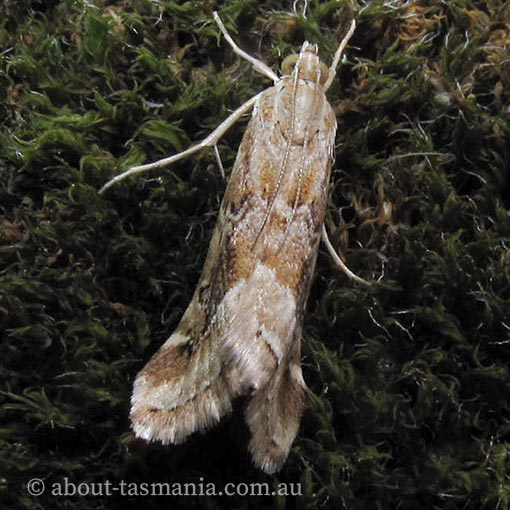 Hellula hydralis, Crambidae, Tasmania, moth
