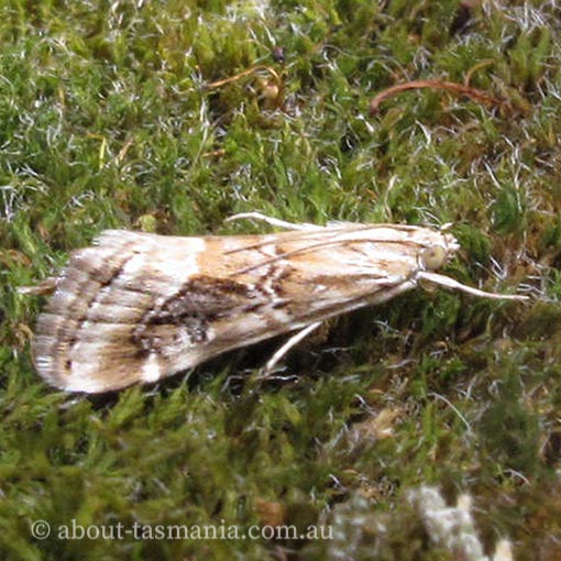 Hellula hydralis, Crambidae, Tasmania, moth