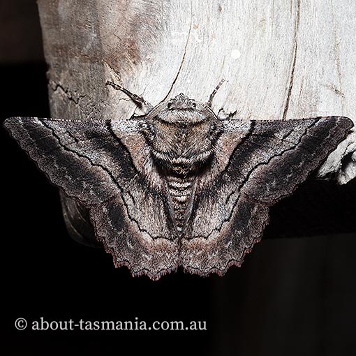 Hypobapta percomptaria, Geometridae, Tasmania, moth