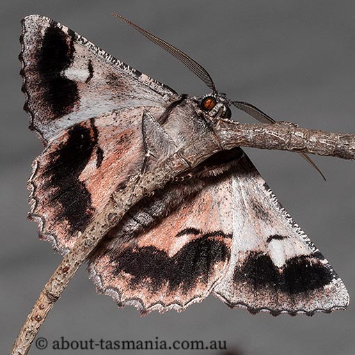 Hypobapta percomptaria, Geometridae, Tasmania, moth