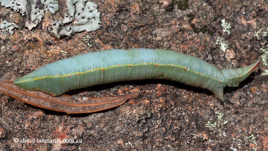 Hypobapta percomptaria caterpillar, Geometridae, Tasmania, moth