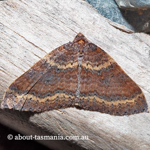 Larentia apotoma, winter carpet, Geometridae, Tasmania, moth