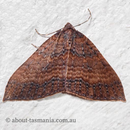 Larentia apotoma, winter carpet, Geometridae, Tasmania, moth