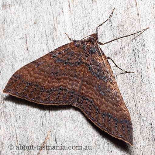 Larentia apotoma, winter carpet, Geometridae, Tasmania, moth
