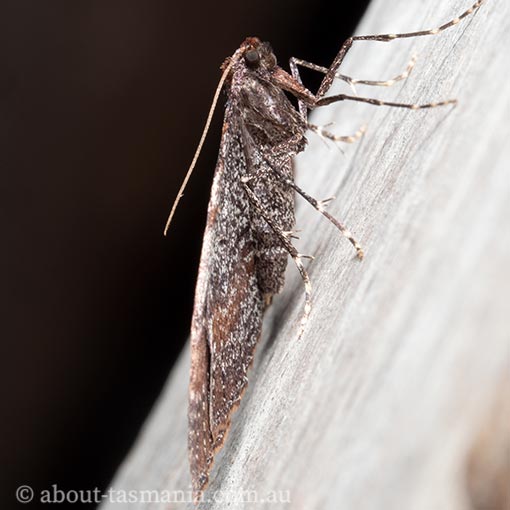Larentia apotoma, winter carpet, Geometridae, Tasmania, moth