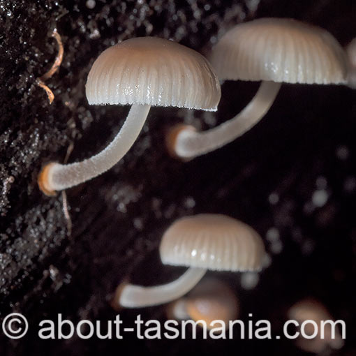 Mycena carmeliana, Tasmania, fungi
