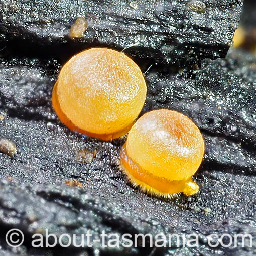 Mycena carmeliana, Tasmania, fungi