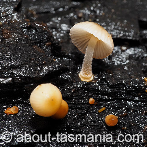 Mycena carmeliana, Tasmania, fungi