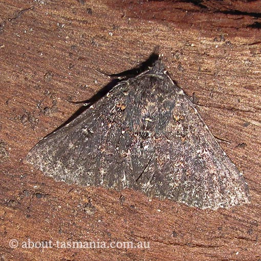 Praxis edwardsii, Erebidae, Tasmania, moth