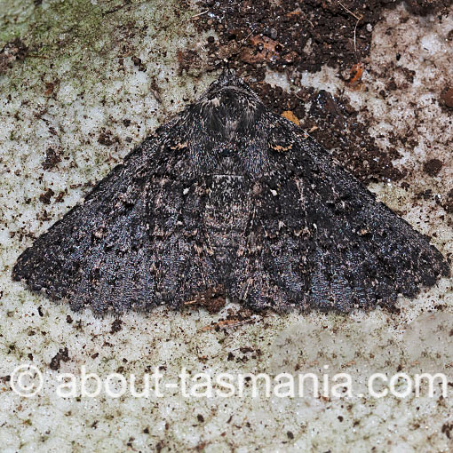 Praxis edwardsii, Erebidae, Tasmania, moth