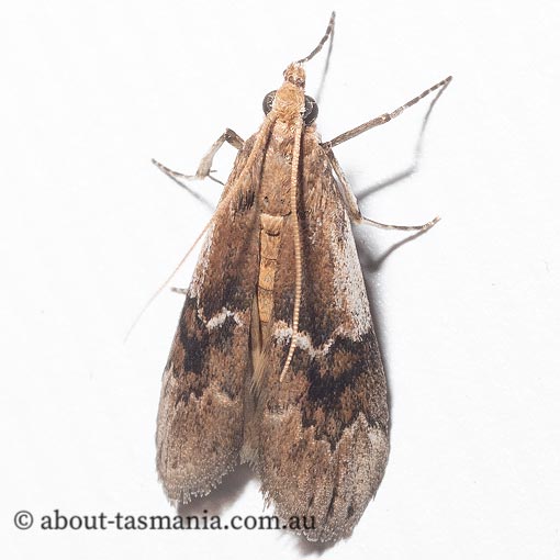 Pyralidae sp., Tasmania, moth