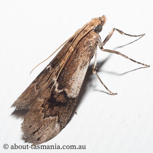 Pyralidae sp. | About Tasmania