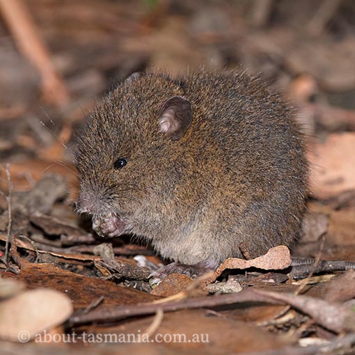 Rattus lutreolus, Tasmania