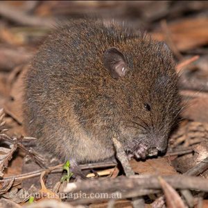 Australian Swamp Rat | About Tasmania