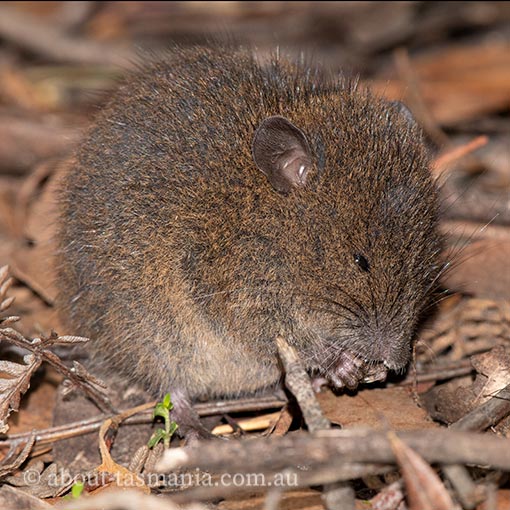 Rattus lutreolus, Tasmania