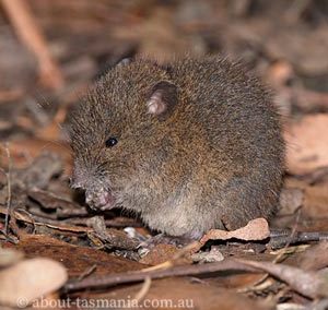 Australian Swamp Rat