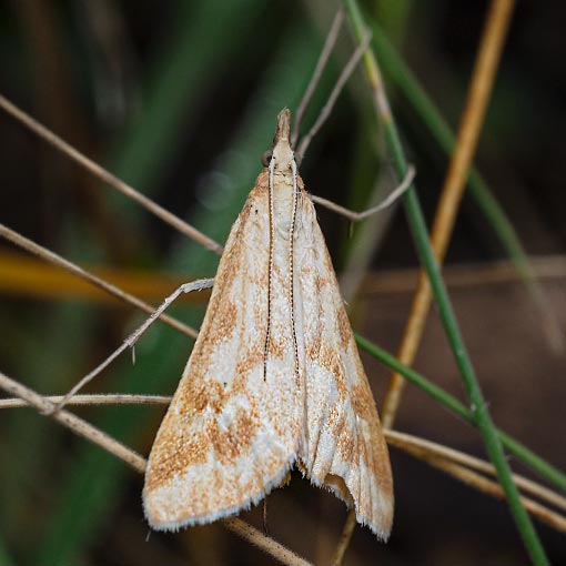 Sedenia cervalis, Crambidae, Tasmania, moth