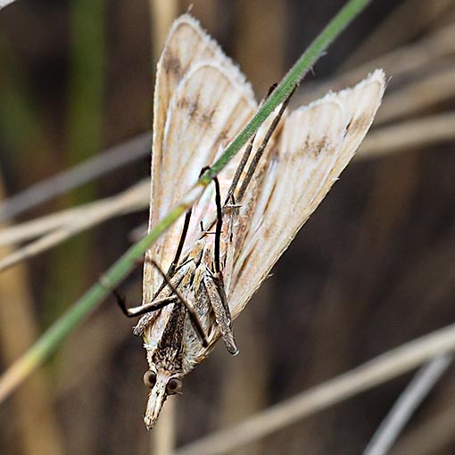 Sedenia cervalis, Crambidae, Tasmania, moth