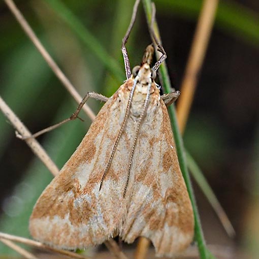Sedenia cervalis, Crambidae, Tasmania, moth