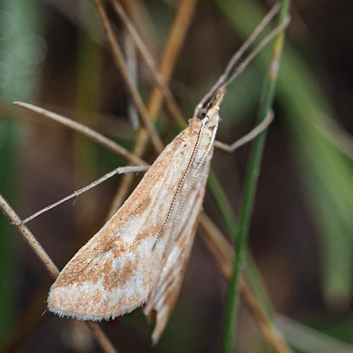 Sedenia cervalis, Crambidae, Tasmania, moth