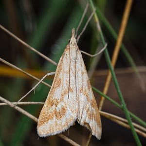 Sedenia cervalis