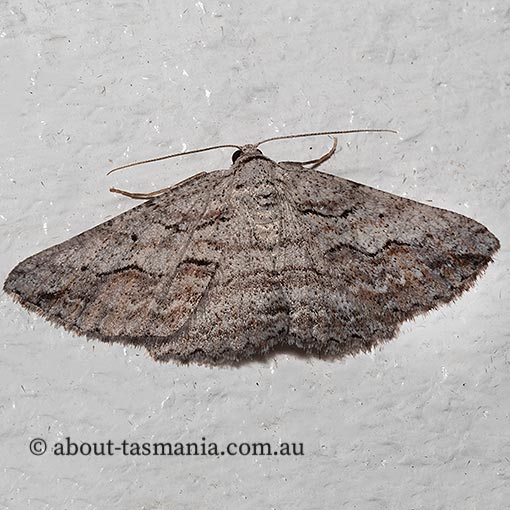 Syneora mundifera, Geometridae, Tasmania, moth