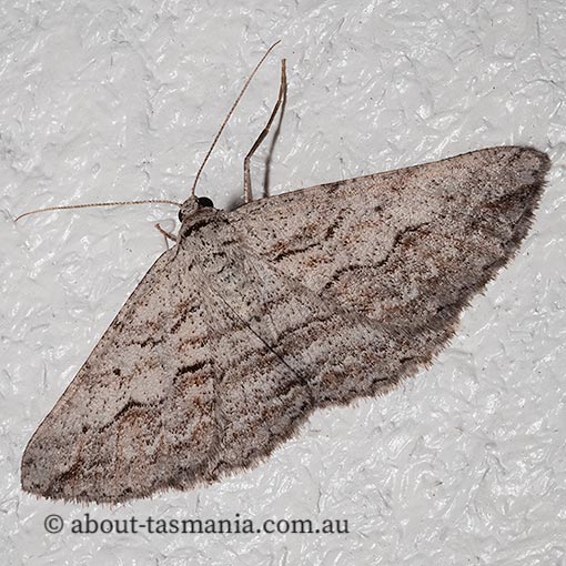 Syneora mundifera, Geometridae, Tasmania, moth