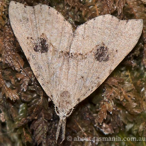 Trigonistis asthenopa, Erebidae, Tasmania, moth