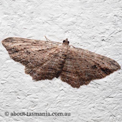 Xanthorhoe anaspila, Geometridae, Tasmania, moth