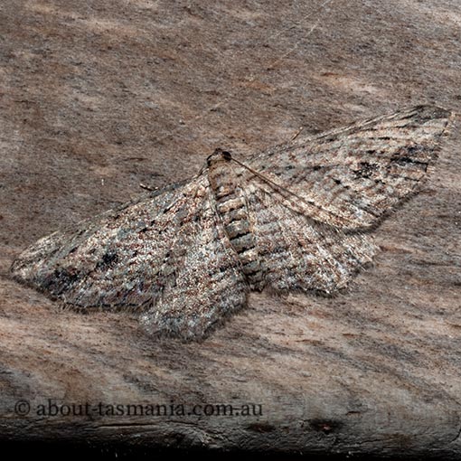 Xanthorhoe anaspila, Geometridae, Tasmania, moth
