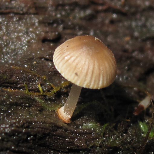 Mycena carmeliana, Tasmania, fungi