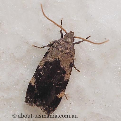 Analcodes escharias, Oecophoridae, Barea group, Tasmania, moth