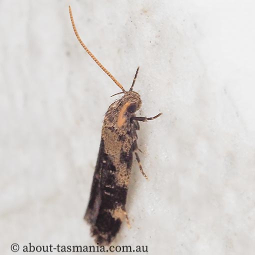 Analcodes escharias, Oecophoridae, Barea group, moth, Tasmania