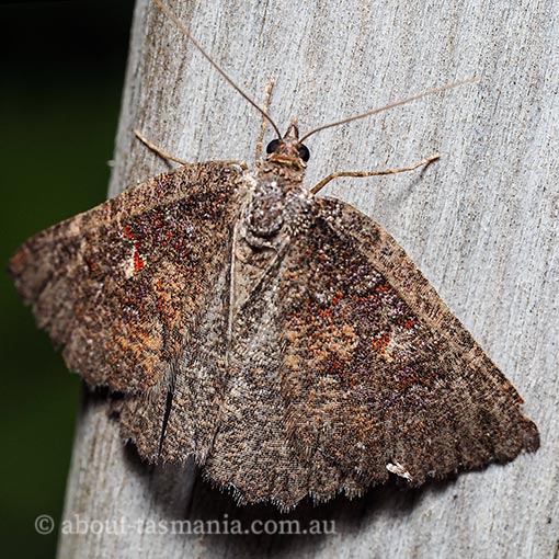 Apodasmia rufonigraria, Geometridae, Tasmania, moth